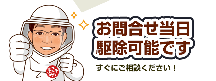 お問合せ当日、駆除可能です。すぐにご相談ください。