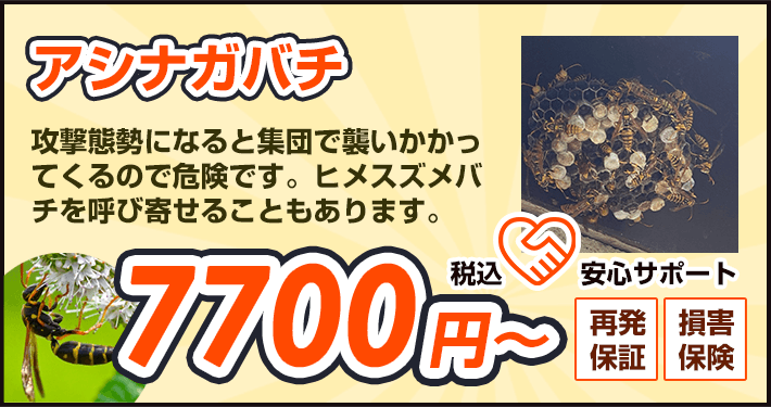 アシナガバチ：攻撃態勢になると集団で襲いかかってくるので危険です。ヒメスズメバチを呼び寄せることもあります。