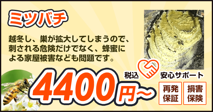 ミツバチ：越冬し、巣が拡大してしまうので、刺される危険だけでなく、蜂蜜による家屋被害なども問題です。
