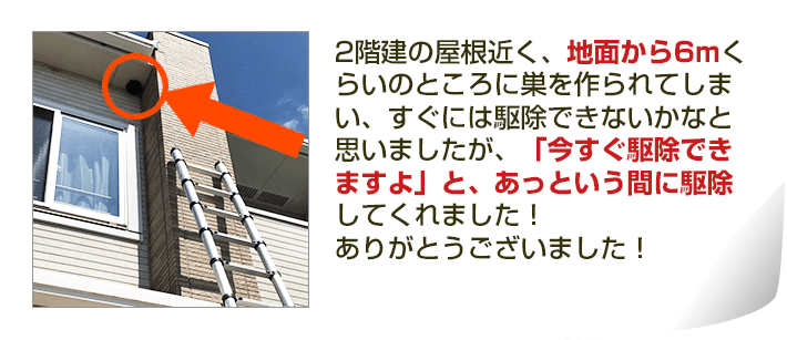 2階建の屋根近く、地面から6mくらいのところに巣を作られてしまい、すぐには駆除できないかなと思いましたが、「今すぐ駆除できますよ」と、あっという間に駆除してくれました！ありがとうございました！