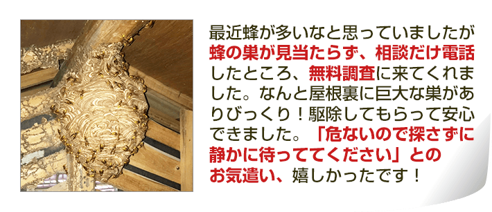 最近蜂が多いなと思っていましたが蜂の巣が見当たらず、相談だけ電話したところ、無料調査に来てくれました。なんと屋根裏に巨大な巣がありびっくり！駆除してもらって安心できました。「危ないので探さずに静かに待っててください」とのお気遣い、嬉しかったです！